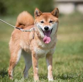 Shiba Inu Femmina