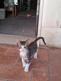Apollo gattino 2 mesi