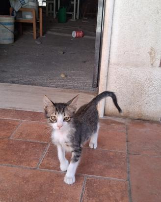 Apollo gattino 2 mesi