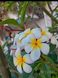 pomelia plumeria incarnata