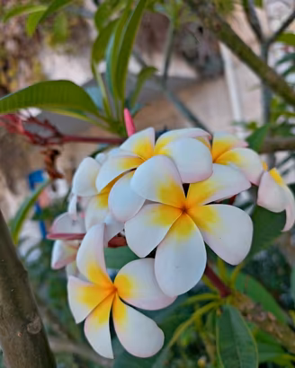 pomelia plumeria incarnata