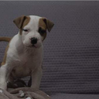 Cuccioli Amstaff allevamento