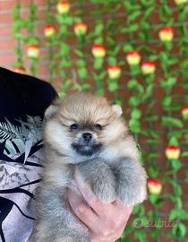 Cuccioli di Pomerania spitz Nano