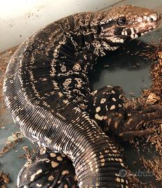 Tegu merianae