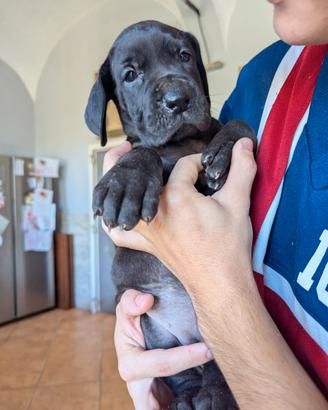 Alano nero
