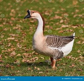 Oca cignoide del campidoglio maschio