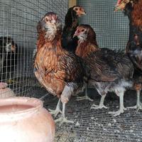 Galline ? araucana