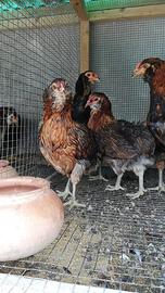 Galline ? araucana