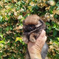 Cuccioli di Spitz nano