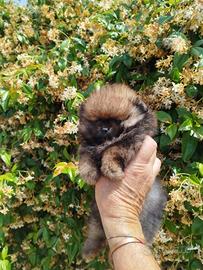 Cuccioli di Spitz nano