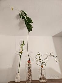 Avocado seme germogliato