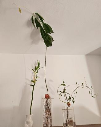 Avocado seme germogliato