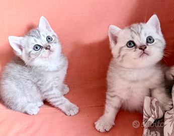 Gattini dolci e tranquilli