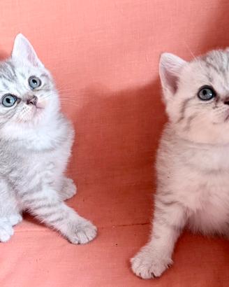 Gattini dolci e tranquilli
