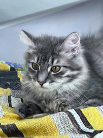 Cucciolo di gatto siberiano