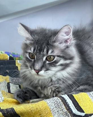 Cucciolo di gatto siberiano