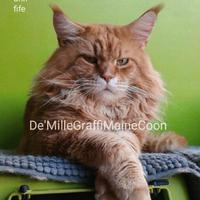 MAINE COON gattini