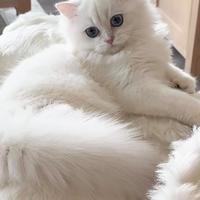 Gatto Scottish straight longhair