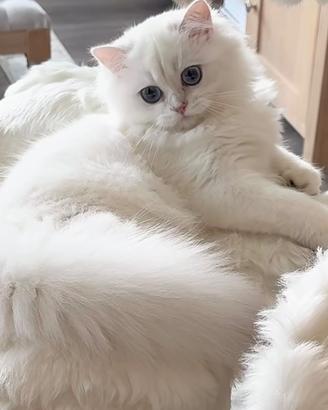 Gatto Scottish straight longhair