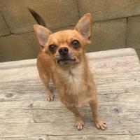 Chihuahua maschio per monta