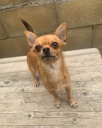 Chihuahua maschio per monta