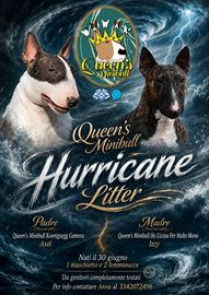 Bull Terrier Miniatura