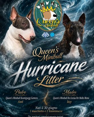 Bull Terrier Miniatura