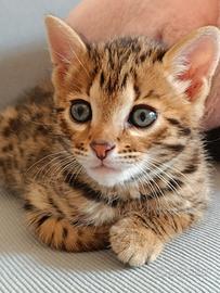 Gatto bengala