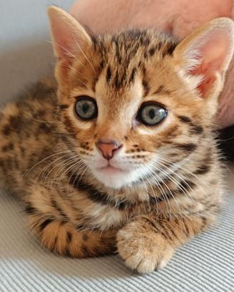 Gatto bengala