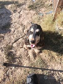 Cocker cucciolone maschio