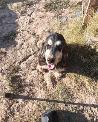 Cocker cucciolone maschio