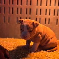 American bully poket merle