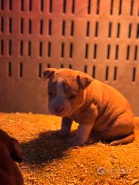 American bully poket merle