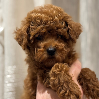 Barboncini cuccioli Red Brown