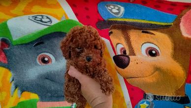 Barboncino toy red Brown femmina