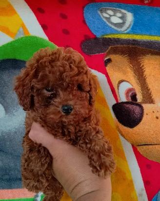 Barboncino toy red Brown femmina