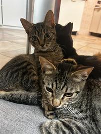 Cuccioli di gatto