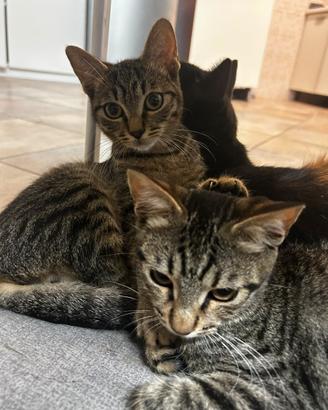 Cuccioli di gatto