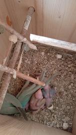 Parrocchetti dal collare Pulli