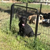 Labrador