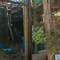 8 Pali in legno trattato Ø 10 cm × 3 m