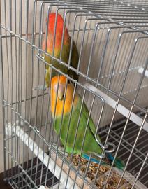 Pappaglli inseparabili coppia 3460315916