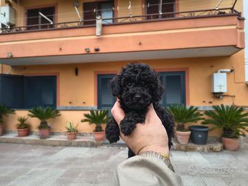 Barboncino mini toy nero femmina anche a rate