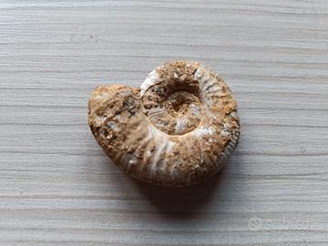 Fossile di Ammonite