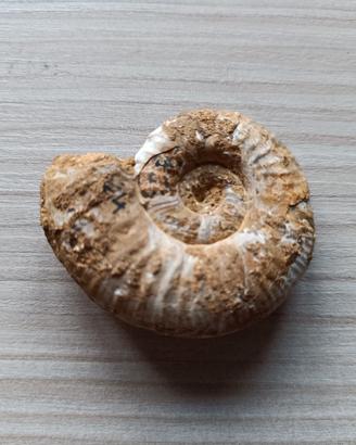 Fossile di Ammonite