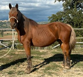 Cavallo castrone