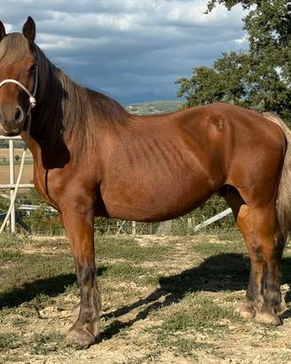 Cavallo castrone
