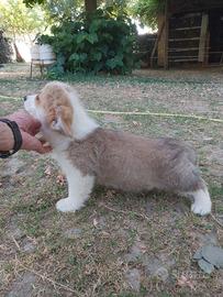 Welsh Corgi Pembroke cuccioli