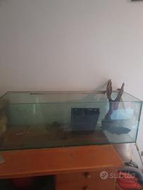 Acquario 