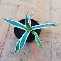 Agave Americana con radici e vaso